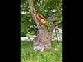 영풍 단촌리 느티나무 근경 썸네일 이미지