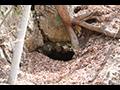 소백산국립공원 삼가지구 박쥐서식지 동굴 입구 썸네일 이미지