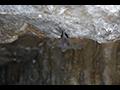 소백산국립공원 삼가지구 박쥐서식지 동굴 내 박쥐 썸네일 이미지