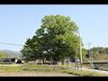 영풍 태장리 느티나무 전경 썸네일 이미지