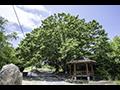 문정동 느티나무 보호수 전경 썸네일 이미지