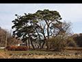 청구리 소나무 보호수 전경 썸네일 이미지
