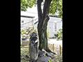 휴천1동 동제당 입석과 당나무 썸네일 이미지