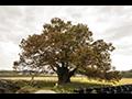 영풍 단촌리 느티나무 가을 풍경 썸네일 이미지