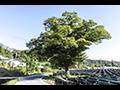 단곡리 안남 동제 나무 전경 썸네일 이미지